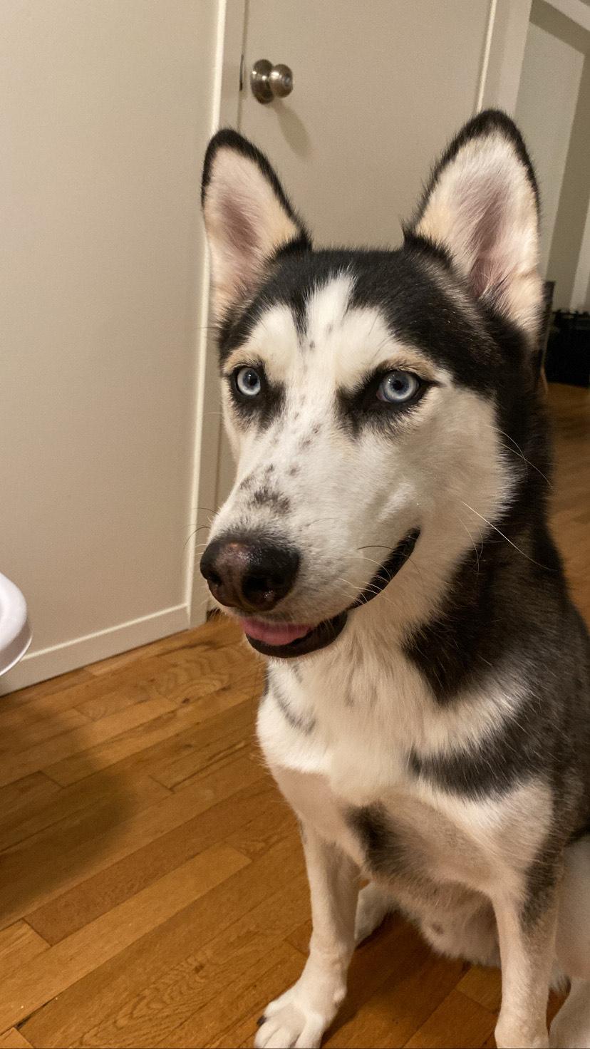 Enoch, Adoptable, Young Male Husky.