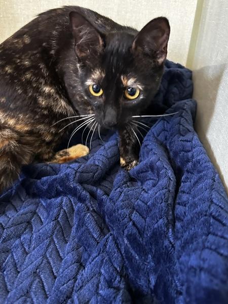Fraley, Adoptable, Young Female Domestic Short Hair.