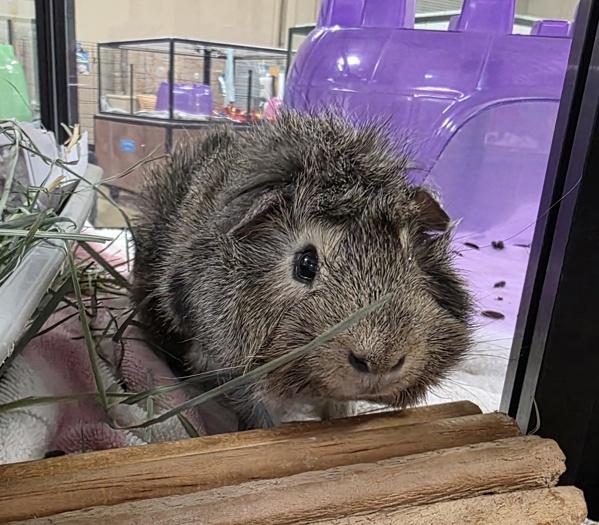 Garett, Adoptable, Young Male Guinea Pig.