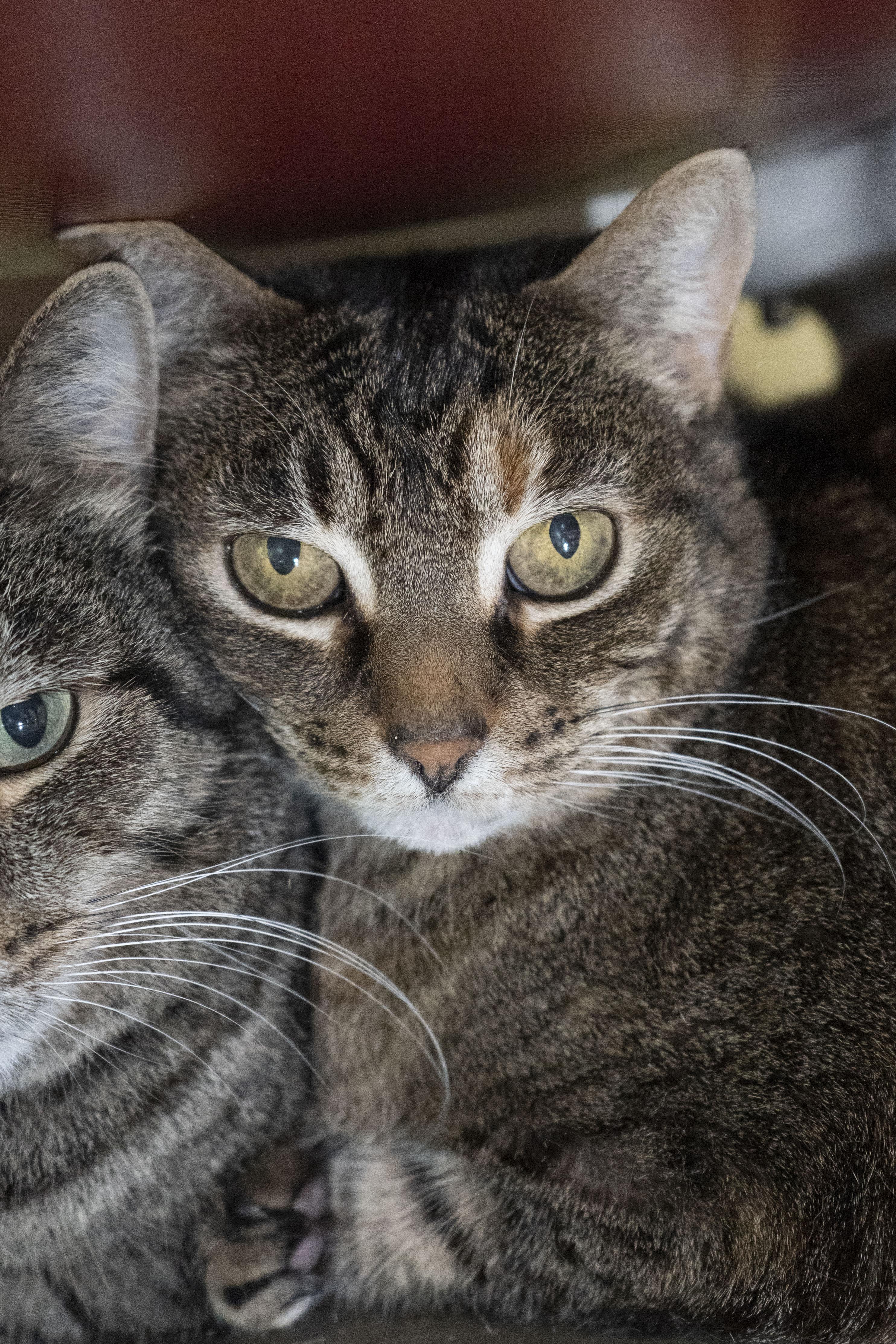 Tigger, adopted, Senior Female Domestic Short Hair.