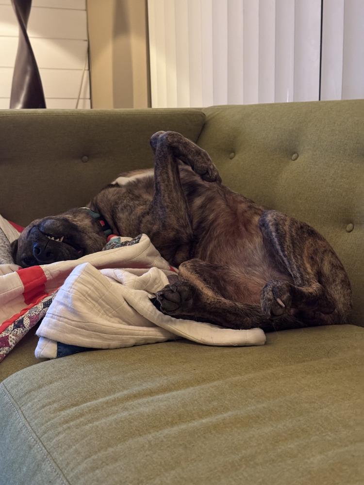 Dinah (Diamond), Adoptable, Senior Female Mixed Breed.