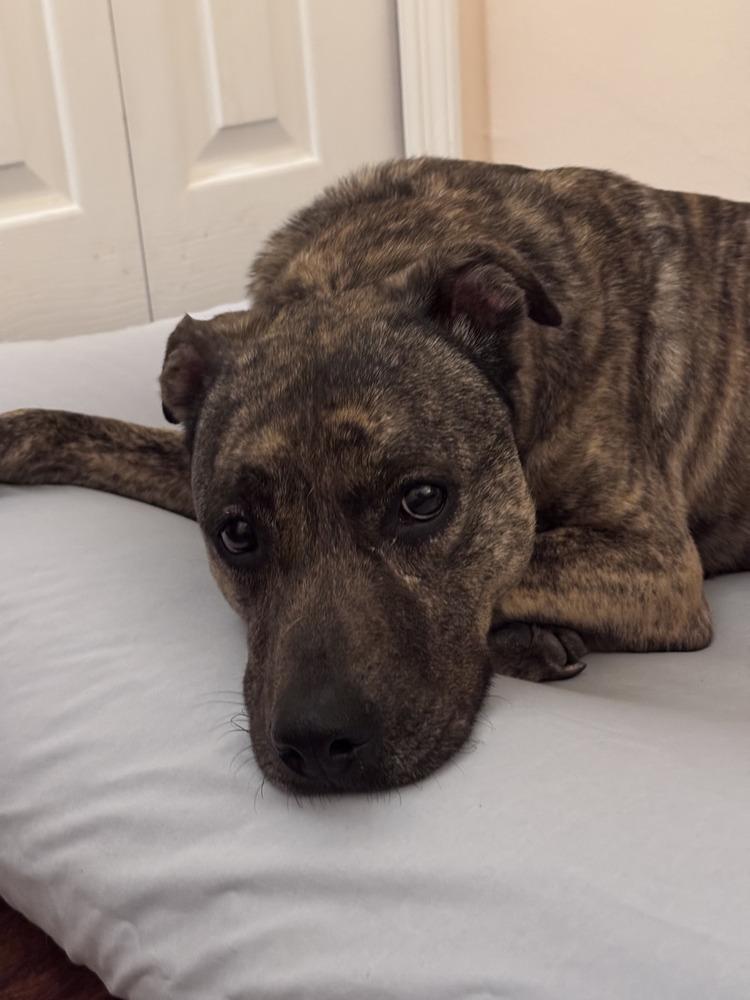 Enlarge Dinah (Diamond), a Adoptable mixed breed in Melbourne Beach, FL image 2/4