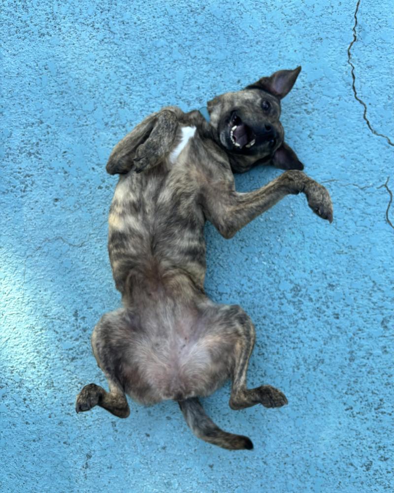 Enlarge Dinah (Diamond), a Adoptable mixed breed in Melbourne Beach, FL image 3/4