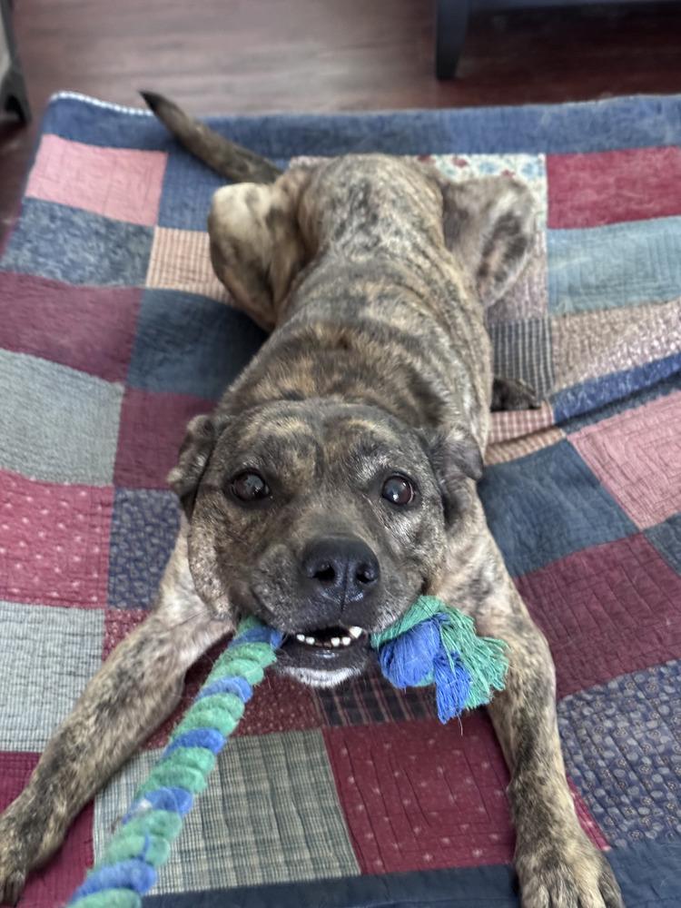Dinah (Diamond), Adoptable, Senior Female Mixed Breed.