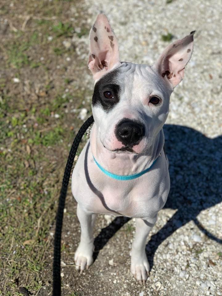Enlarge Jo Jo (Chloe), a Adoptable mixed breed in Cape Coral, FL image 1/2
