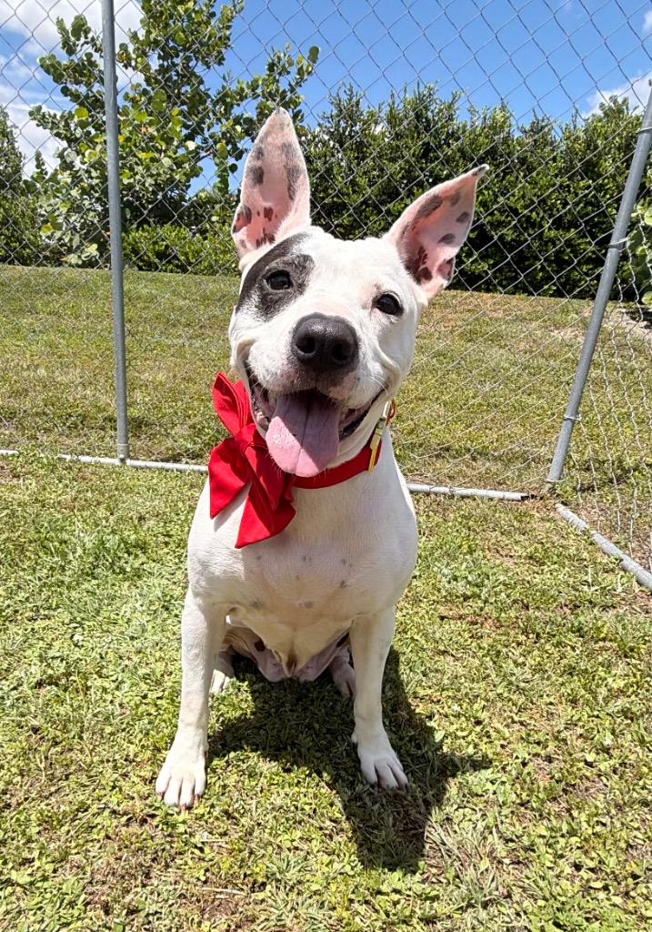 Enlarge Jo Jo (Chloe), a Adoptable mixed breed in Cape Coral, FL image 2/2