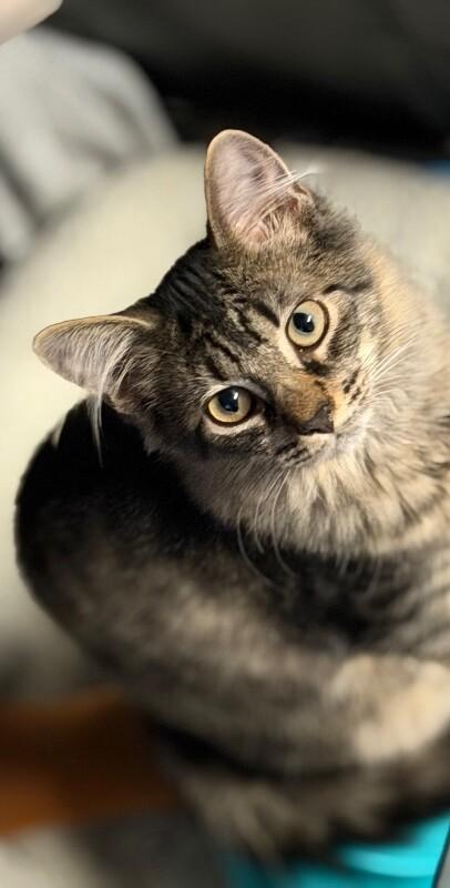 Lulu, Adoptable, Kitten Female Domestic Medium Hair.