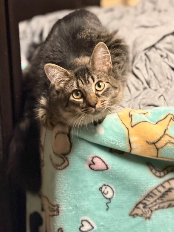 Enlarge Lulu, a Adoptable Domestic Medium Hair in Colmar, PA image 2/6