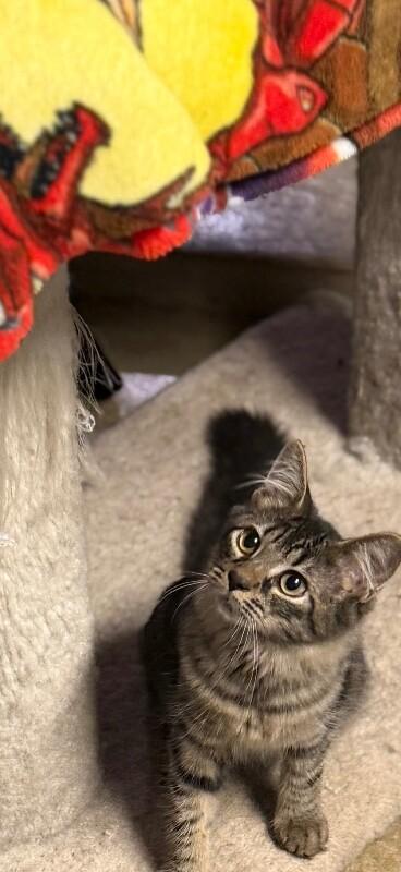 Enlarge Lulu, a Adoptable Domestic Medium Hair in Colmar, PA image 3/6