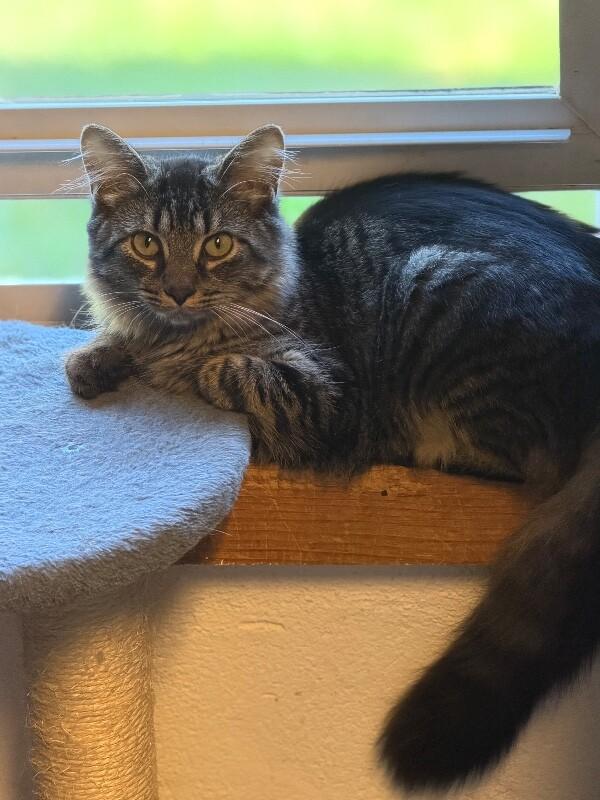 Enlarge Lulu, a Adoptable Domestic Medium Hair in Colmar, PA image 4/6