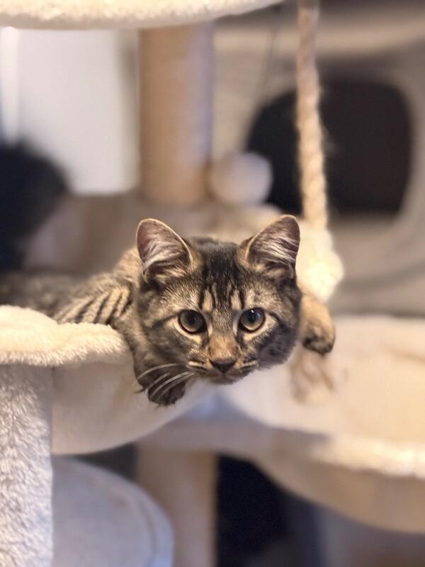 Enlarge Lulu, a Adoptable Domestic Medium Hair in Colmar, PA image 5/6