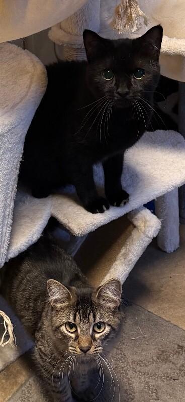 Enlarge Lulu, a Adoptable Domestic Medium Hair in Colmar, PA image 6/6