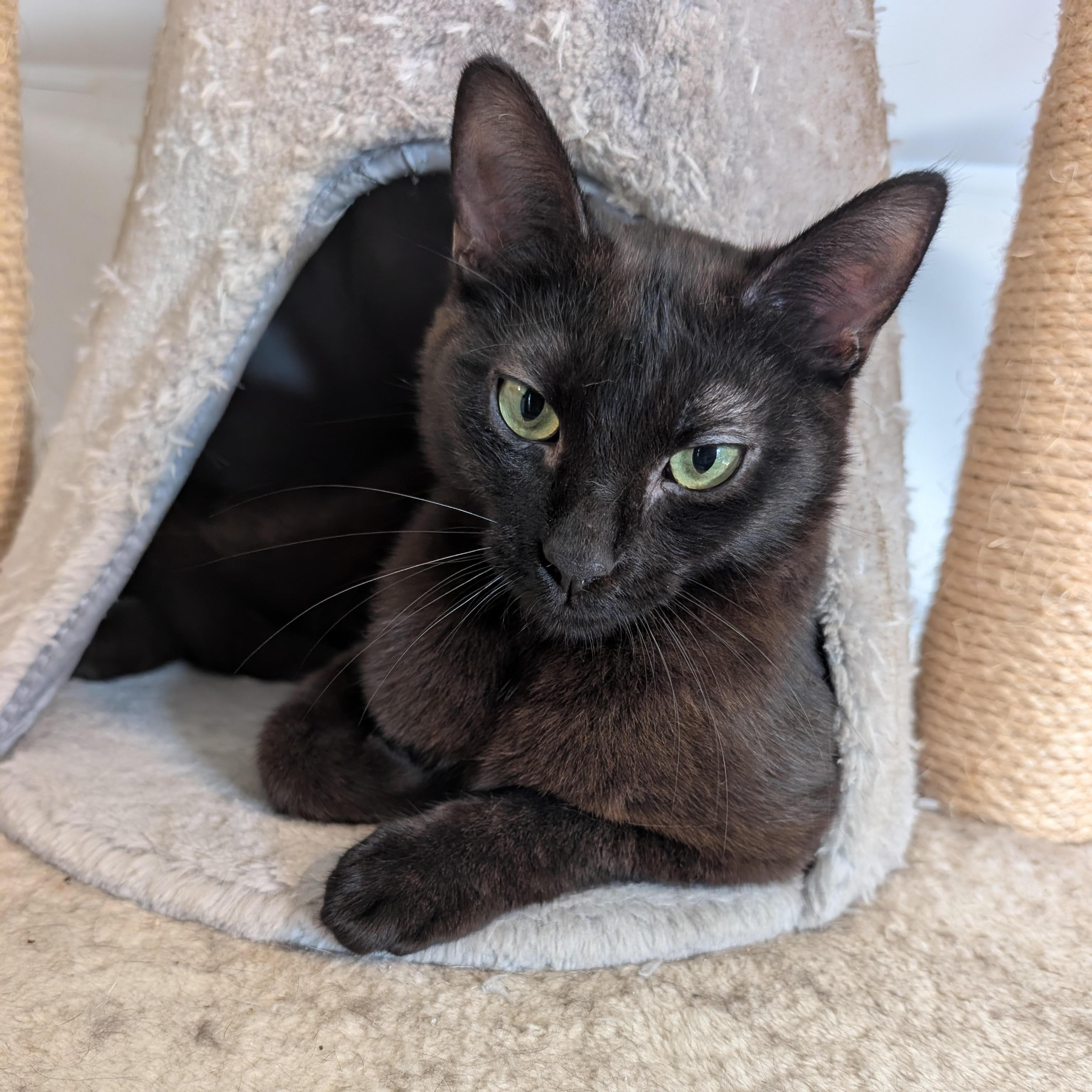Enlarge Lewis (Young Adult Male Cat), a ADOPTABLE Domestic Short Hair in San Francisco, CA image 2/3