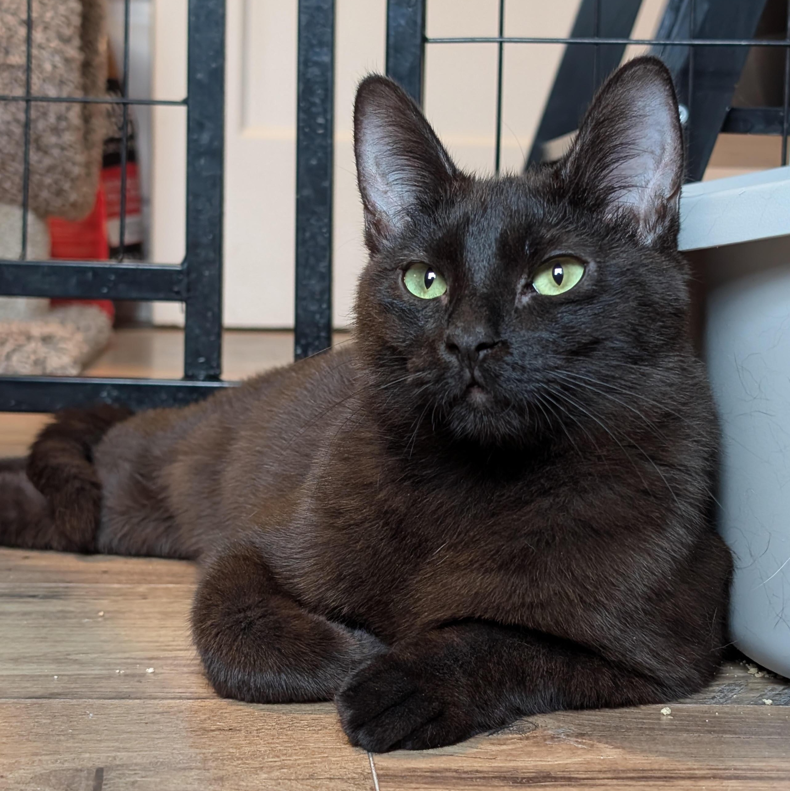 Enlarge Lewis (Young Adult Male Cat), a ADOPTABLE Domestic Short Hair in San Francisco, CA image 1/3