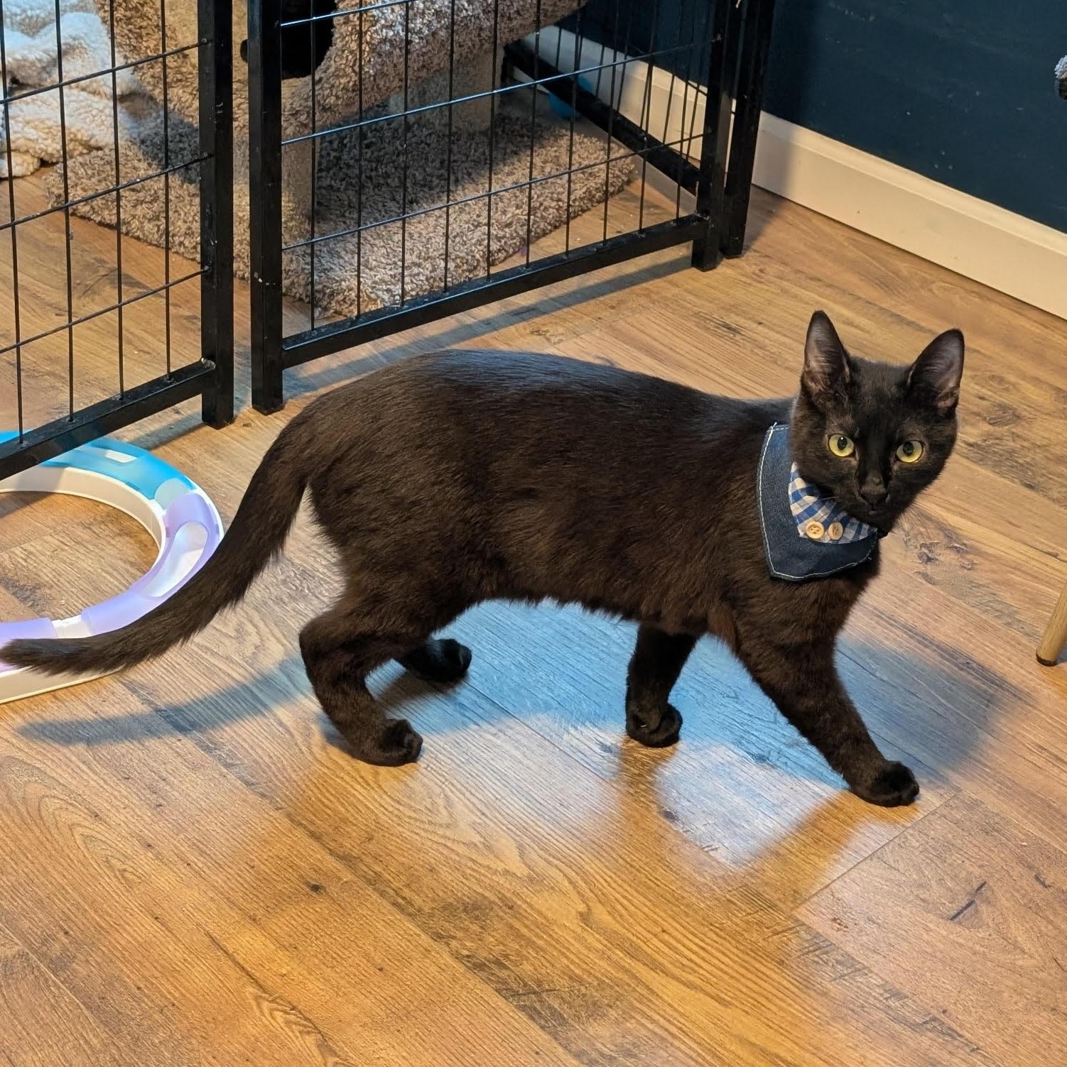 Enlarge Lewis (Young Adult Male Cat), a ADOPTABLE Domestic Short Hair in San Francisco, CA image 3/3