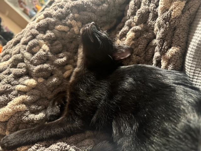 Enlarge Aurora , a ADOPTABLE Domestic Short Hair in Littleton, CO image 5/5