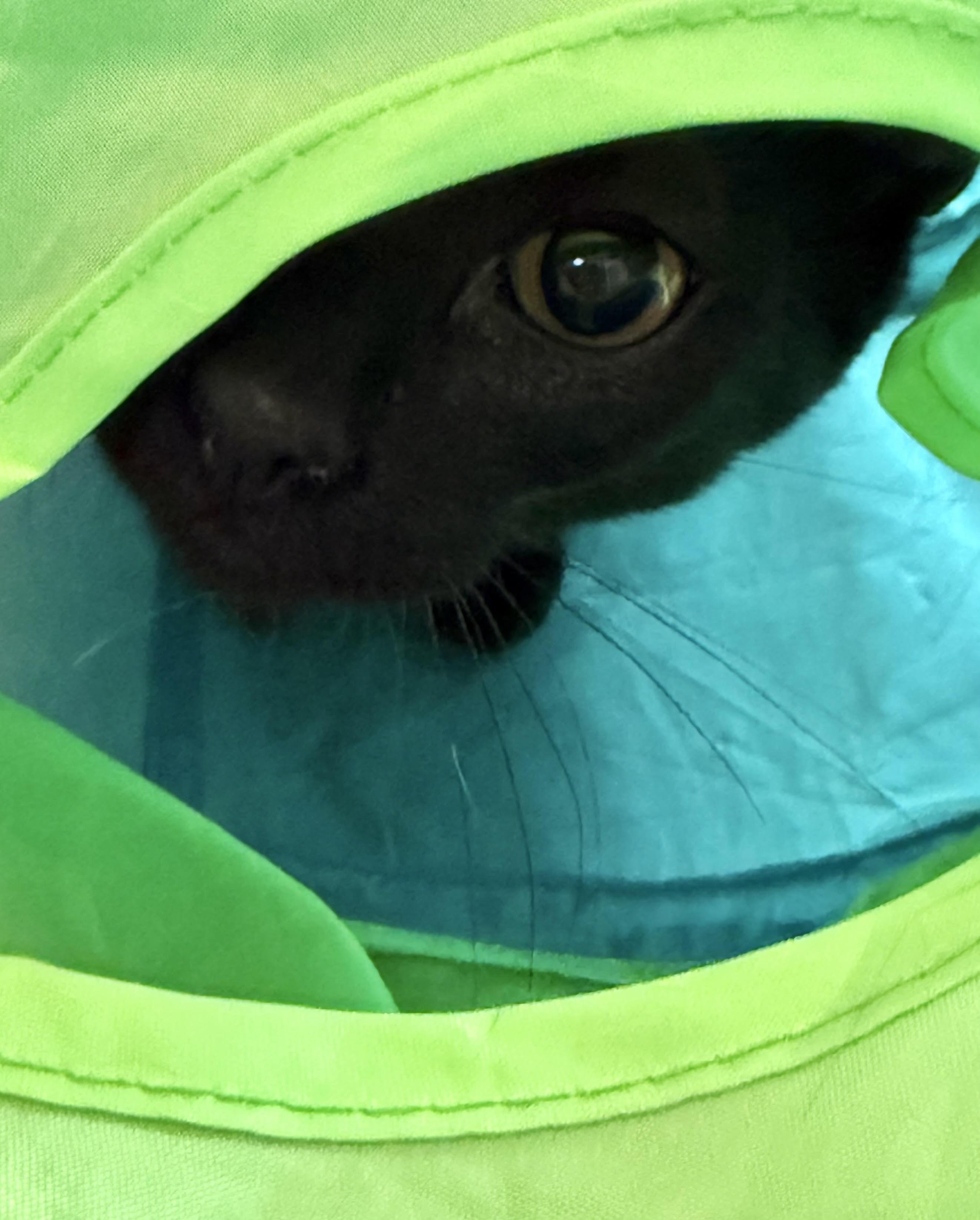 Enlarge Aurora , a ADOPTABLE Domestic Short Hair in Littleton, CO image 1/5