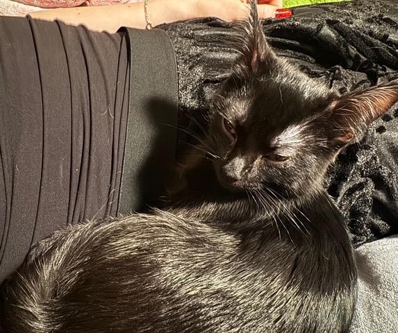 Enlarge Aurora , a ADOPTABLE Domestic Short Hair in Littleton, CO image 3/5