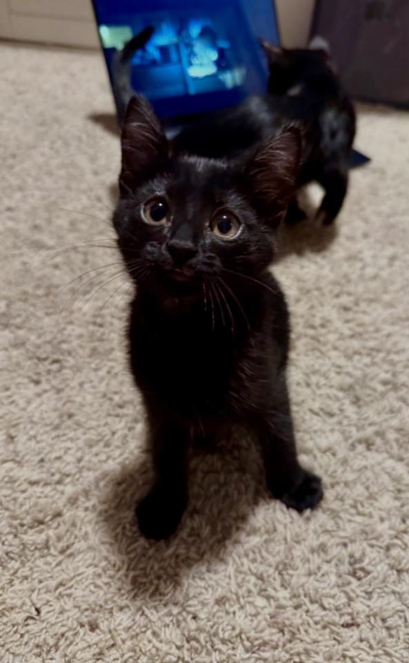 Enlarge Aurora , a ADOPTABLE Domestic Short Hair in Littleton, CO image 4/5