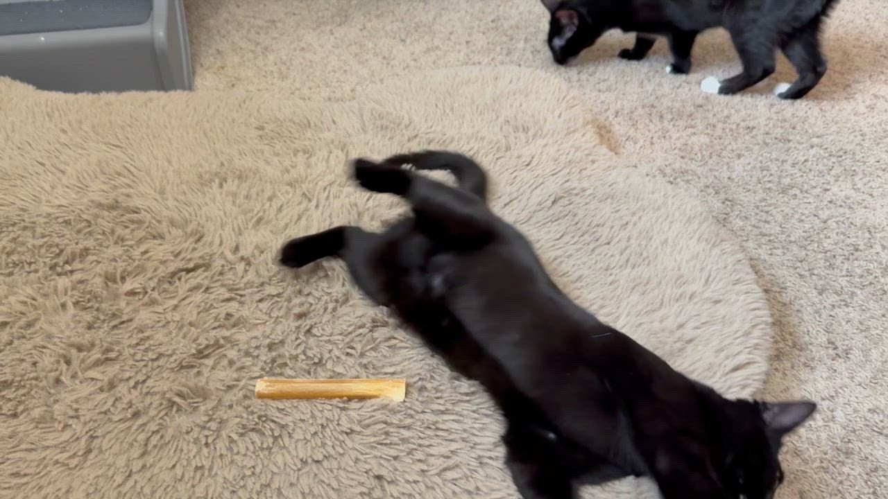 Enlarge Aurora , a ADOPTABLE Domestic Short Hair in Littleton, CO video 2/5