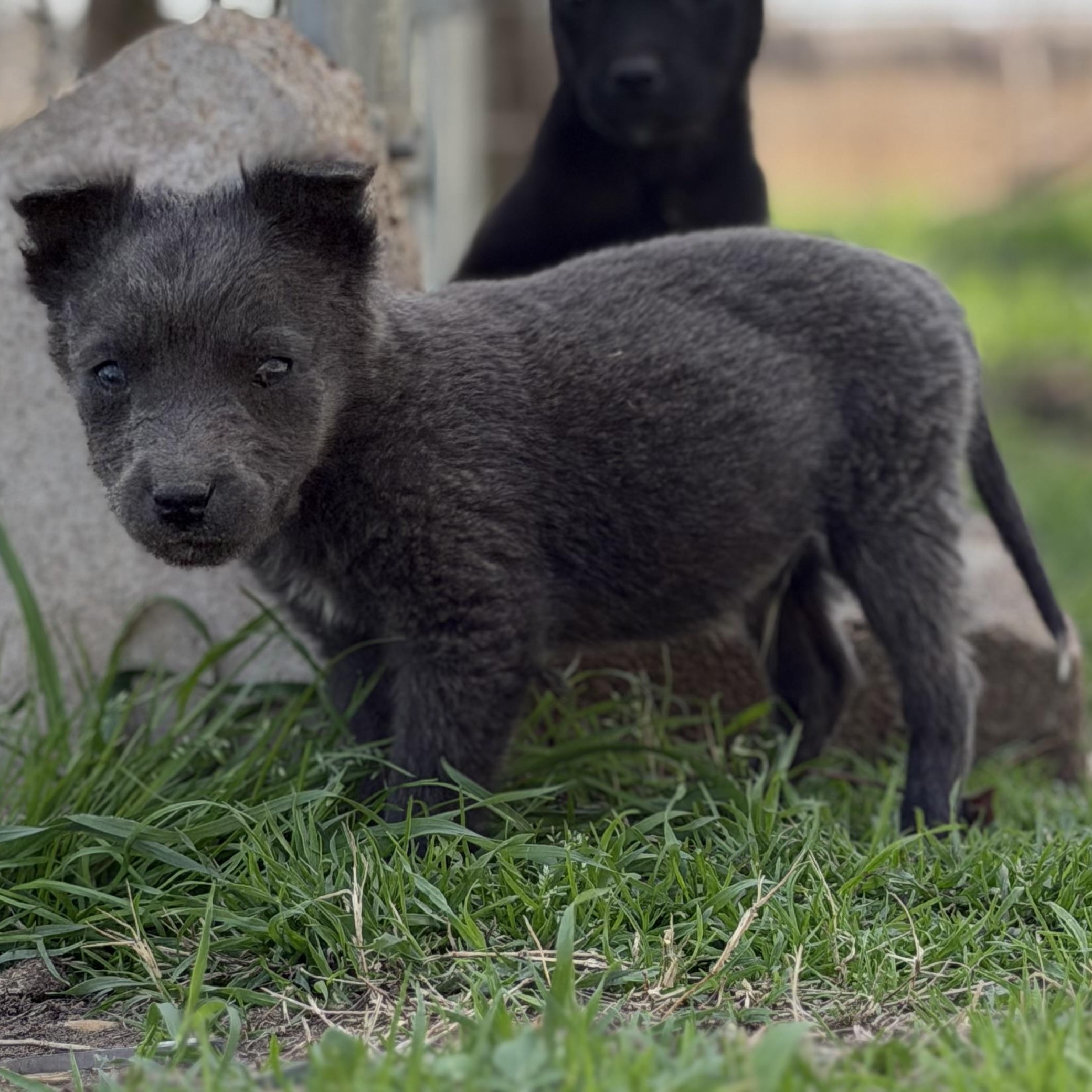 Pisces — thumbnail 3