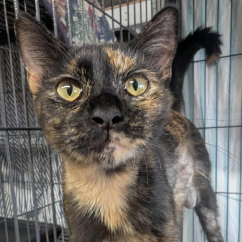 Enlarge Mama Morgan, a Adoptable Domestic Short Hair in Titusville, FL image 1/3