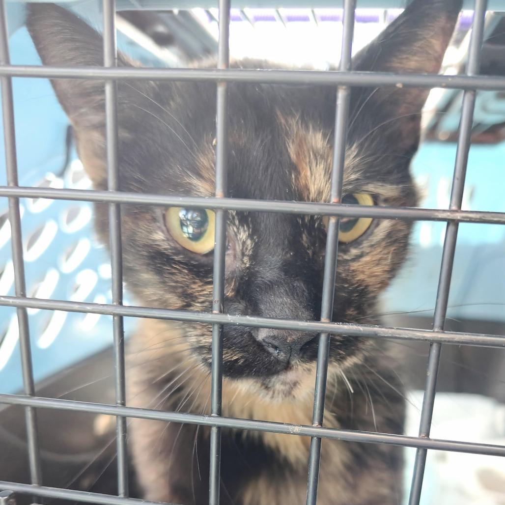 Enlarge Mama Morgan, a Adoptable Domestic Short Hair in Titusville, FL image 2/3