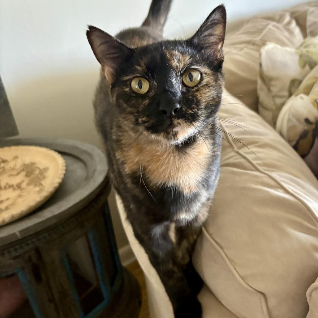 Enlarge Mama Morgan, a Adoptable Domestic Short Hair in Titusville, FL image 3/3