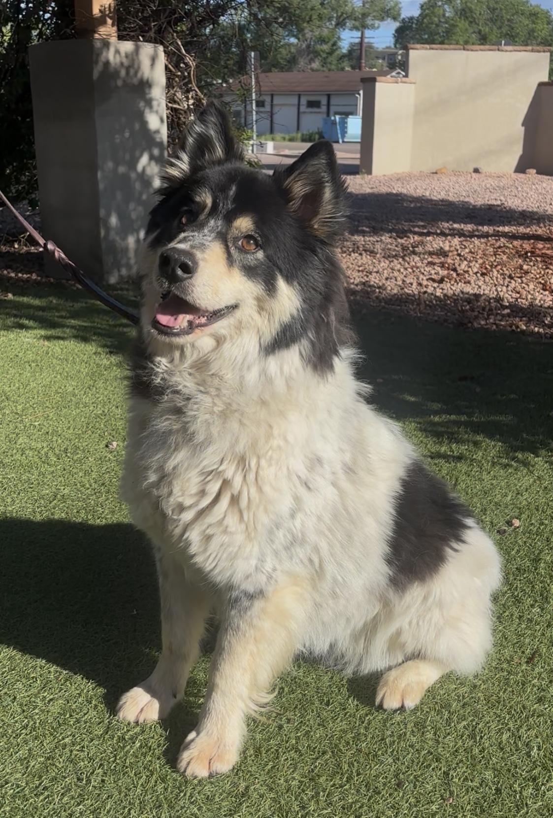 Enlarge Graham, a ADOPTABLE mixed breed in Payson, AZ image 3/4