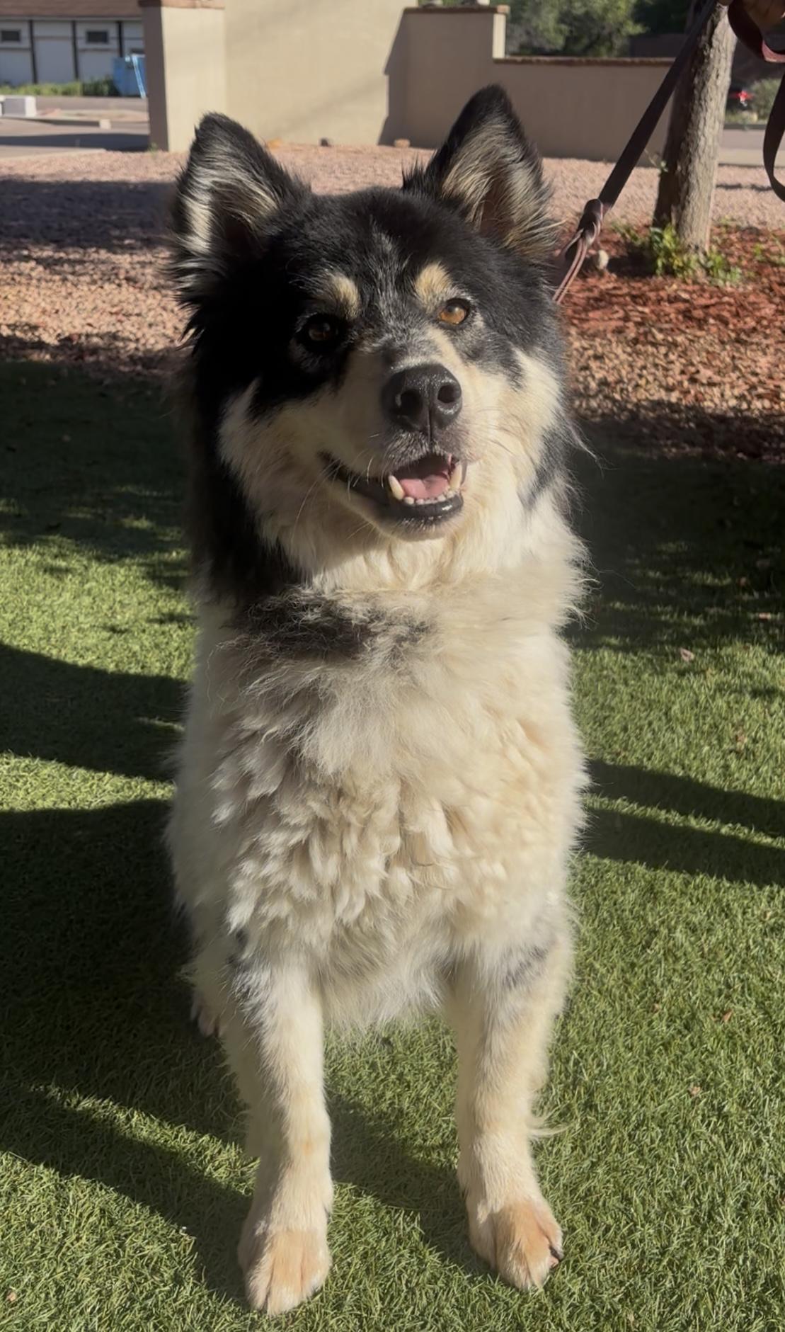 Enlarge Graham, a ADOPTABLE mixed breed in Payson, AZ image 2/4
