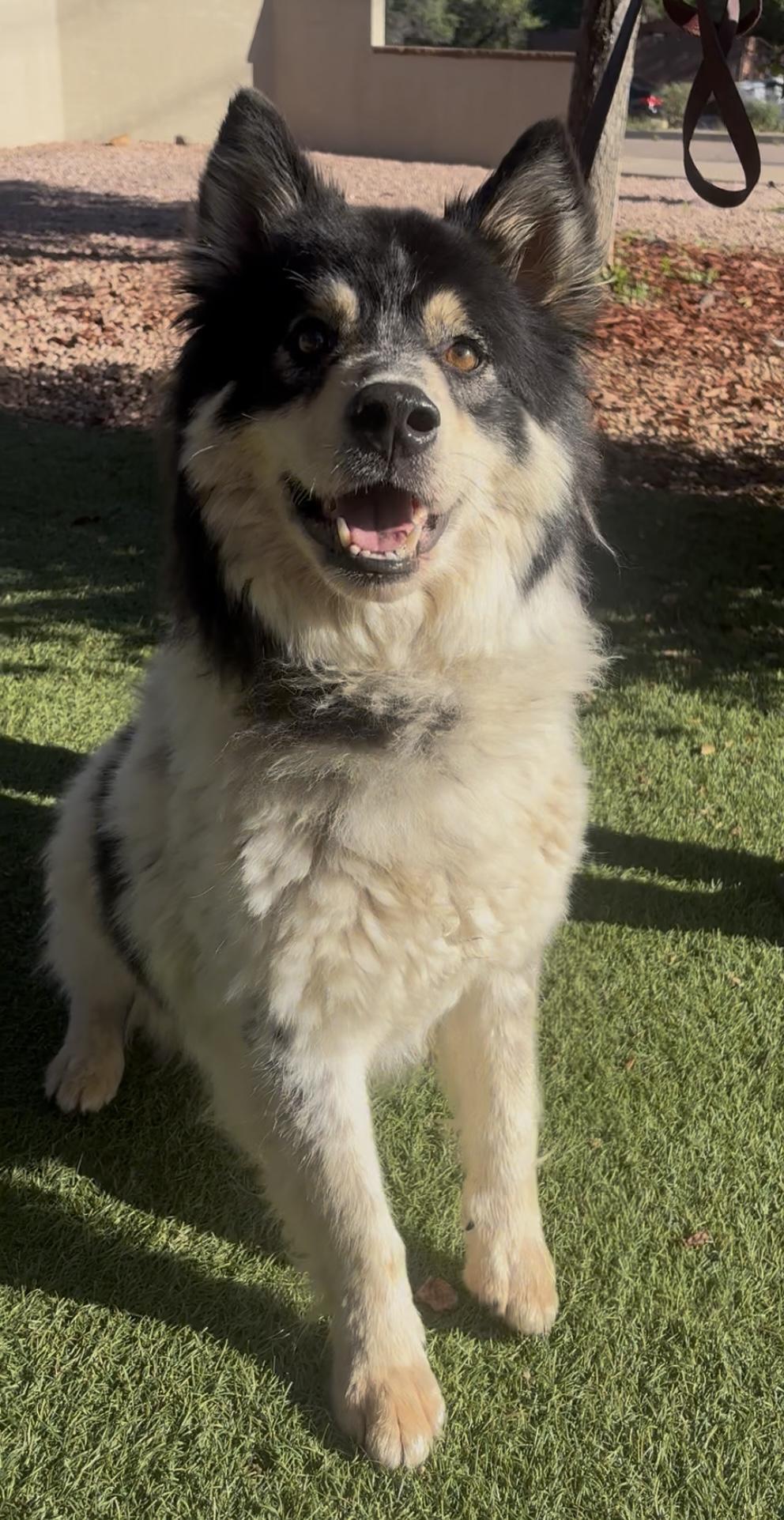 Enlarge Graham, a ADOPTABLE mixed breed in Payson, AZ image 4/4
