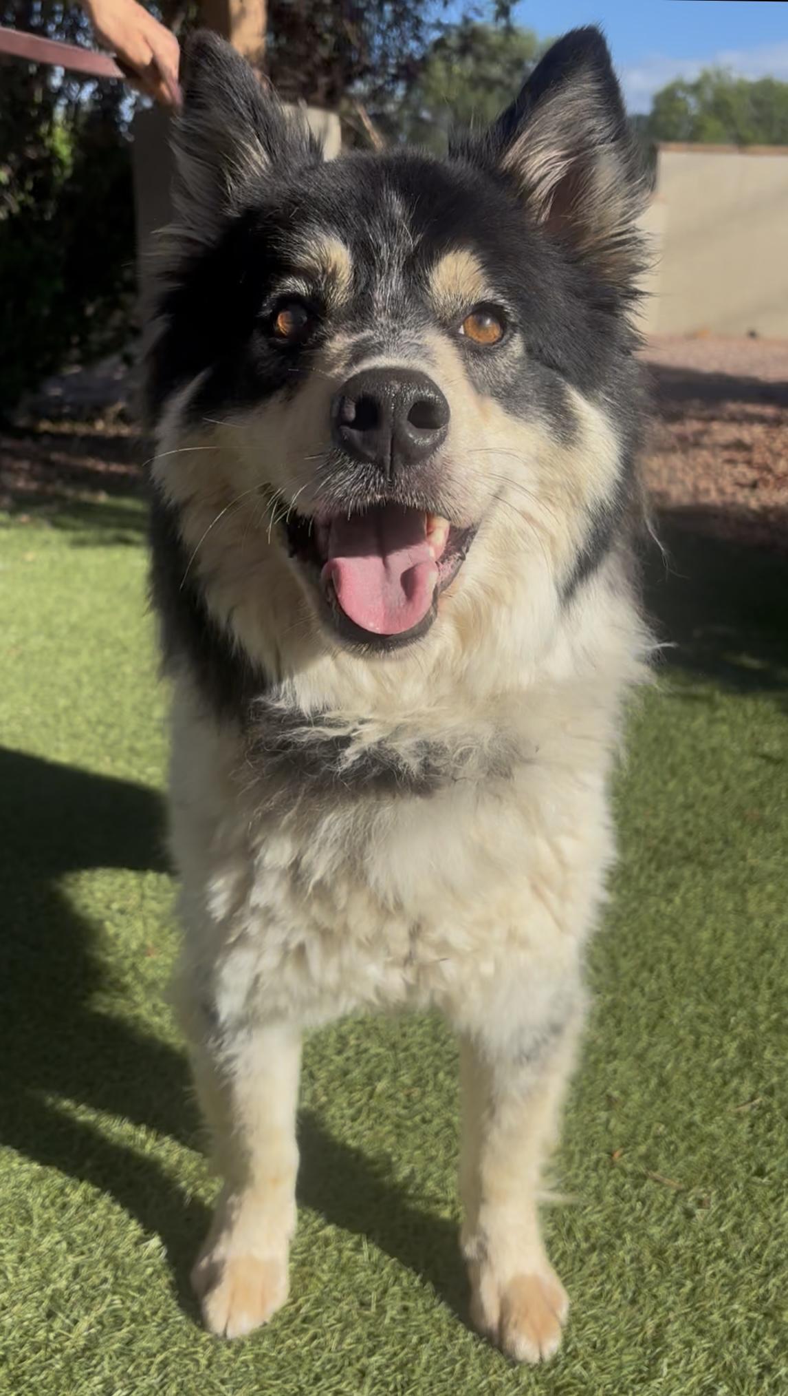 Enlarge Graham, a ADOPTABLE mixed breed in Payson, AZ image 1/4