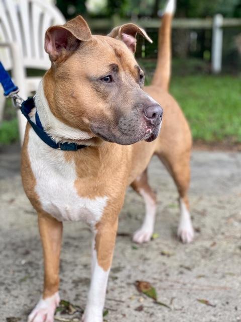 Enlarge CALI, a ADOPTABLE mixed breed in Palm City, FL image 3/4