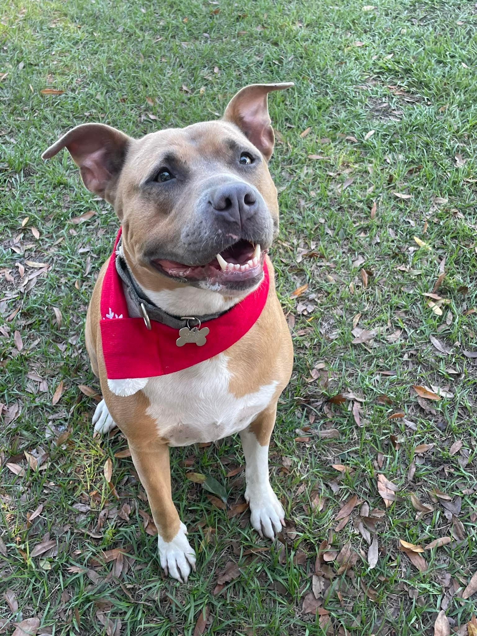 Enlarge CALI, a ADOPTABLE mixed breed in Palm City, FL image 1/4