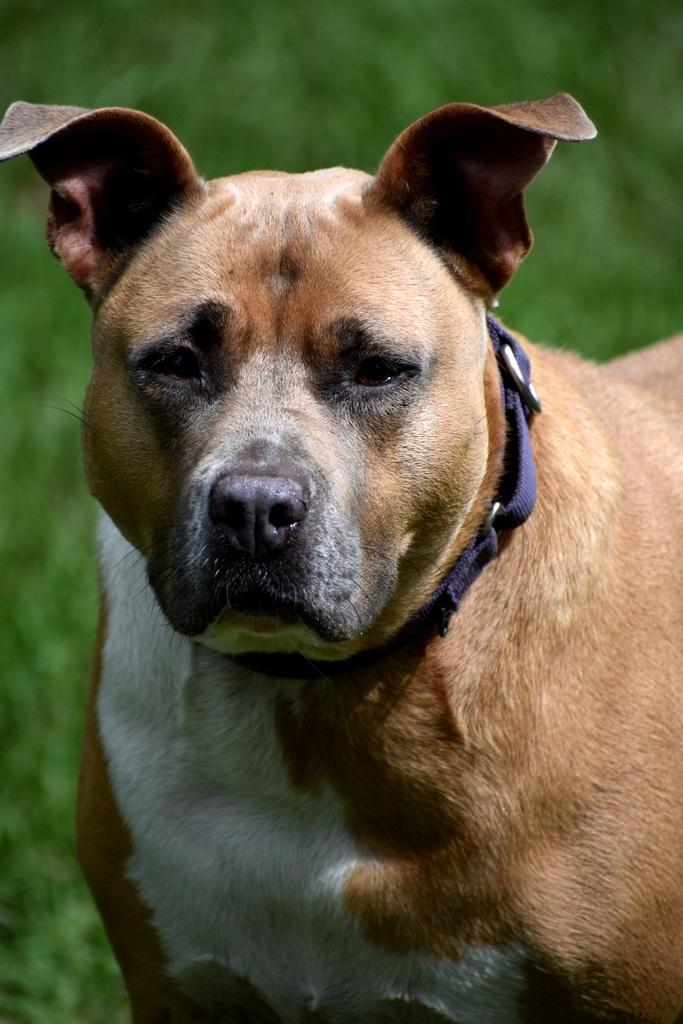 Enlarge CALI, a ADOPTABLE mixed breed in Palm City, FL image 2/4