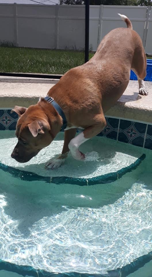 Enlarge CALI, a ADOPTABLE mixed breed in Palm City, FL image 4/4