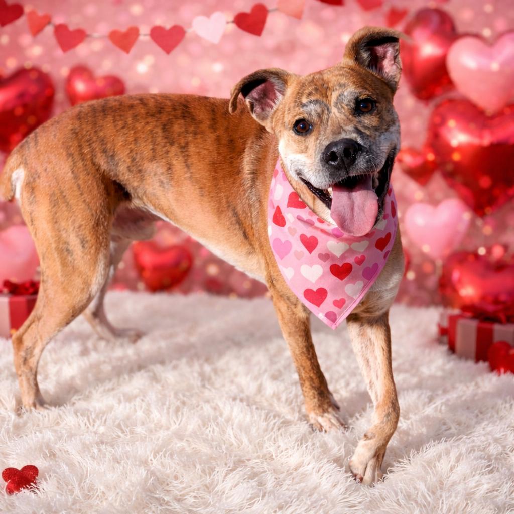 Enlarge Flynn, a Adoptable mixed breed in Binghamton, NY image 1/4