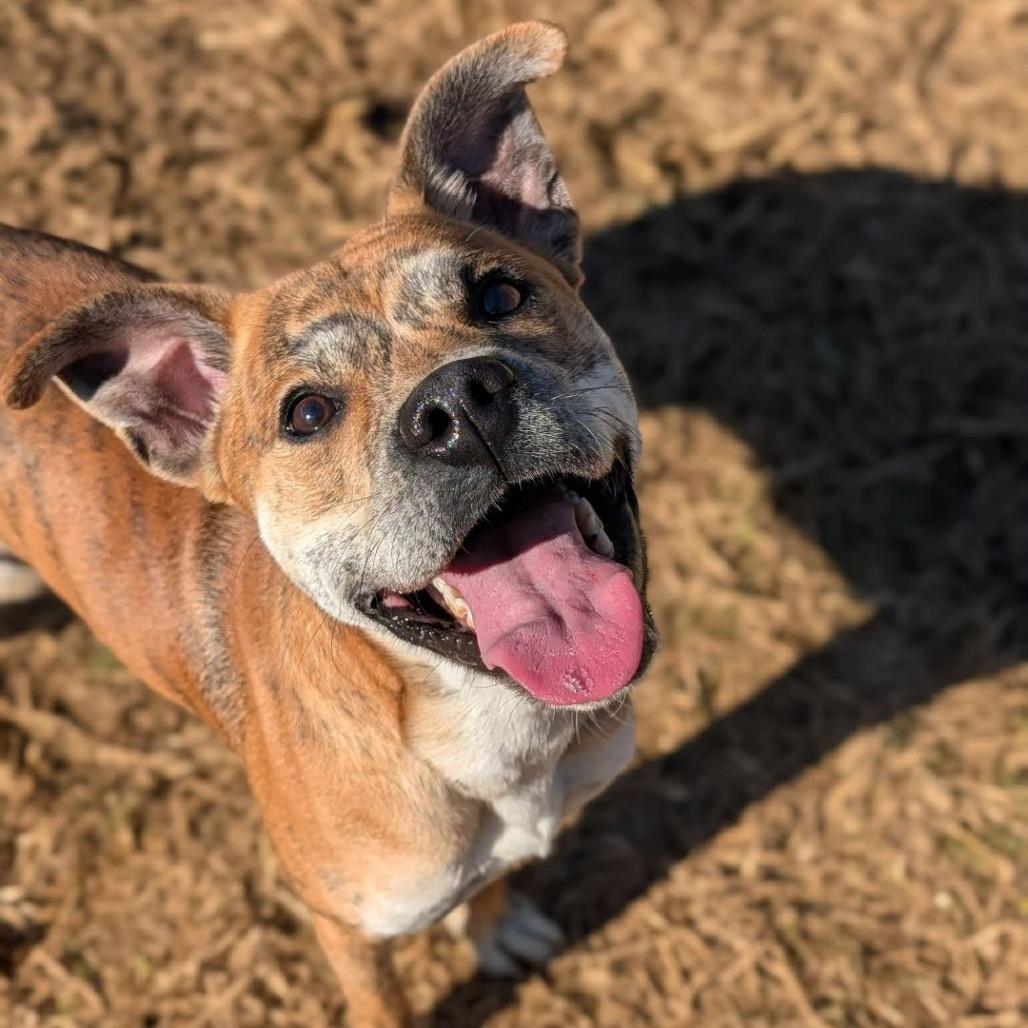 Enlarge Flynn, a Adoptable mixed breed in Binghamton, NY image 2/4