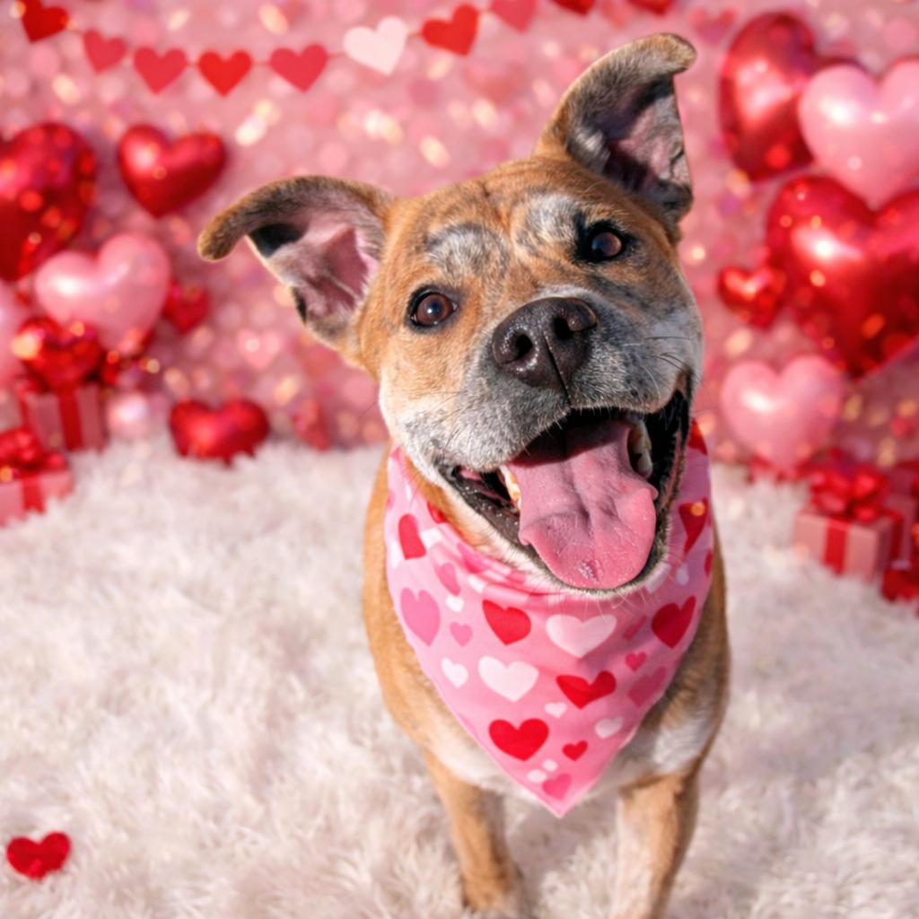 Enlarge Flynn, a Adoptable mixed breed in Binghamton, NY image 3/4