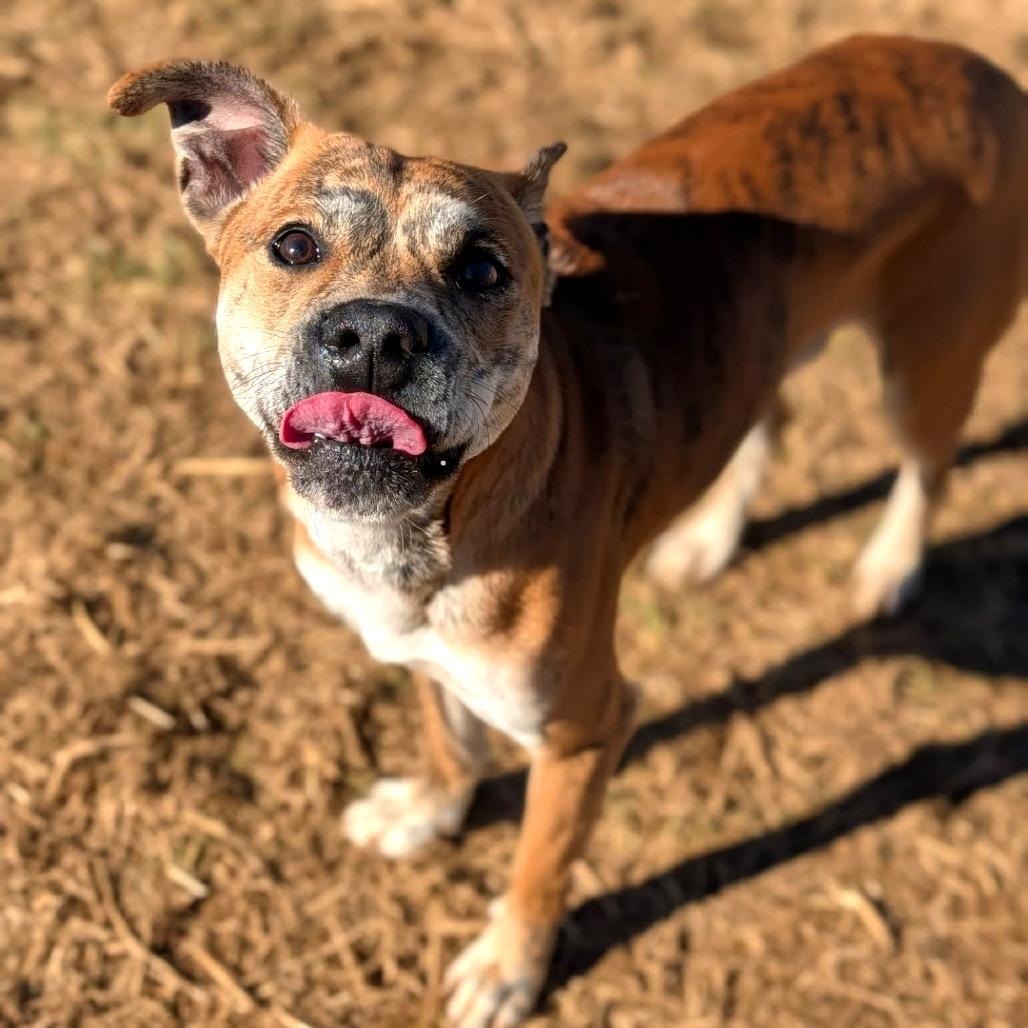 Enlarge Flynn, a Adoptable mixed breed in Binghamton, NY image 4/4