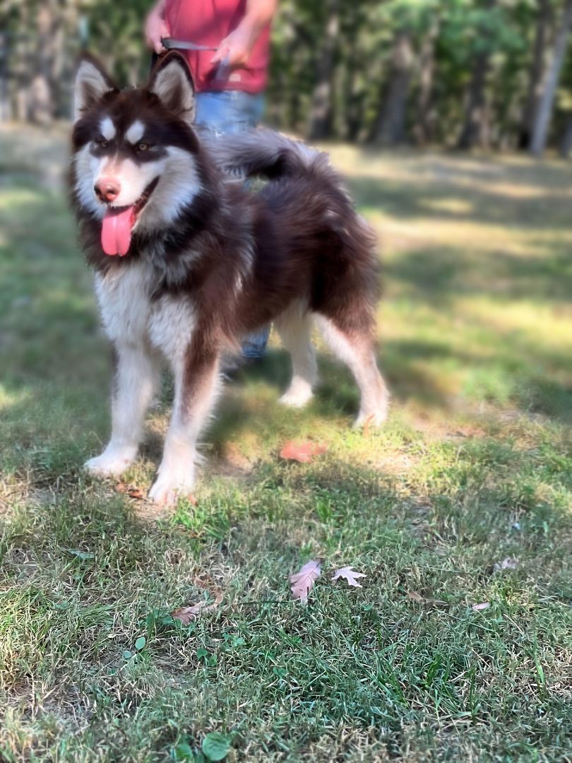 Santaquin, a Adoptable Alaskan Malamute in St. James, MO image 1/4