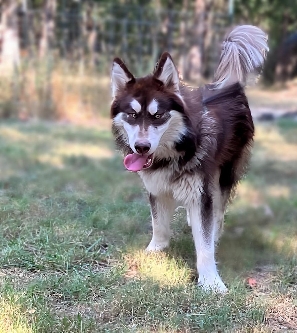 Santaquin, a Adoptable Alaskan Malamute in St. James, MO image 2/4