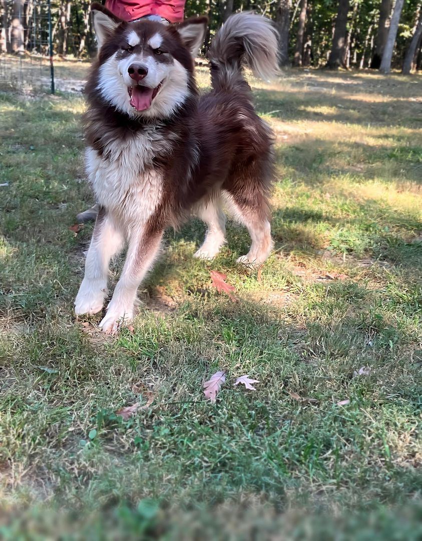 Santaquin, a Adoptable Alaskan Malamute in St. James, MO image 3/4