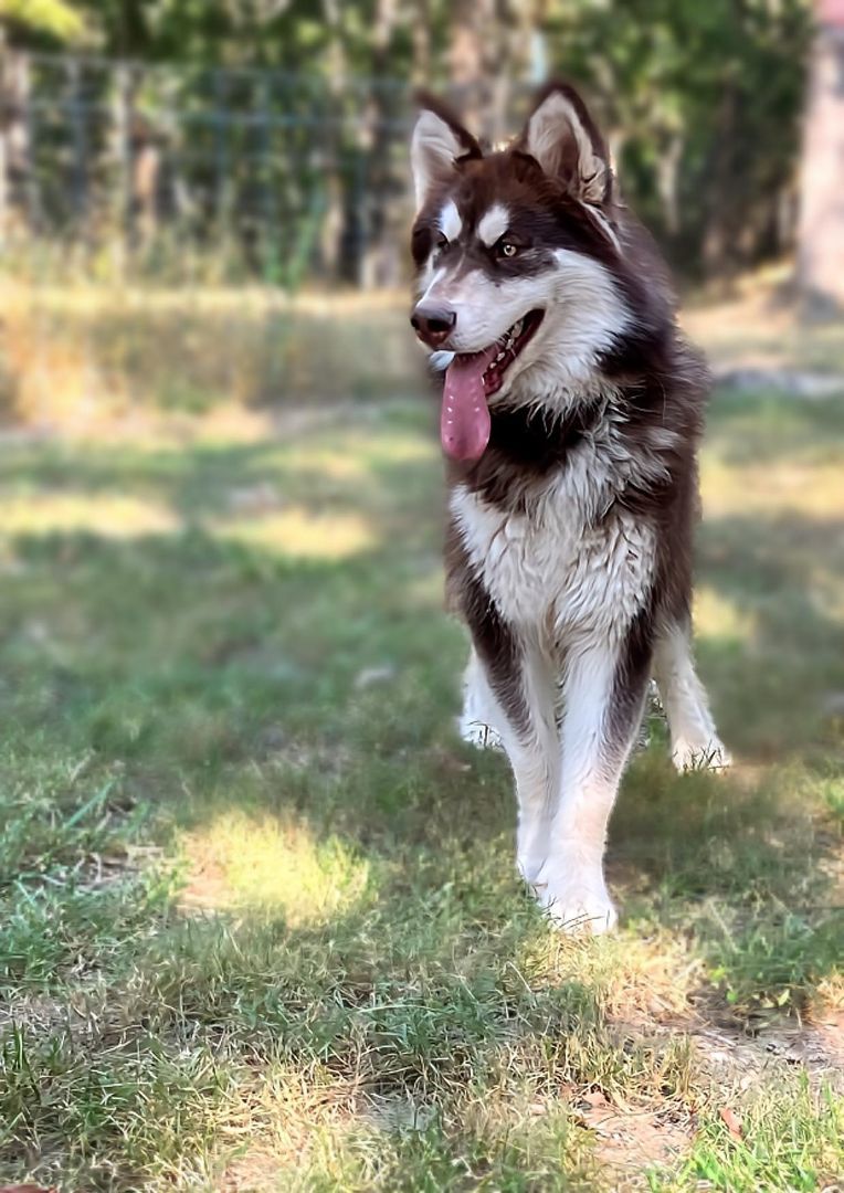 Santaquin, a Adoptable Alaskan Malamute in St. James, MO image 4/4