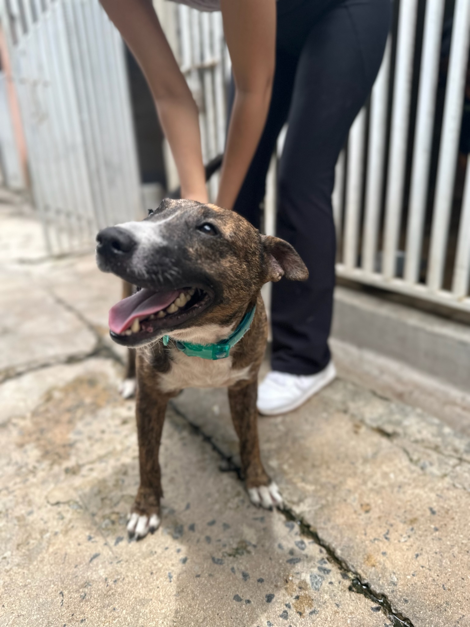 Enlarge Brownie, a Adoptable Bull Terrier in Loiza, PR image 1/6