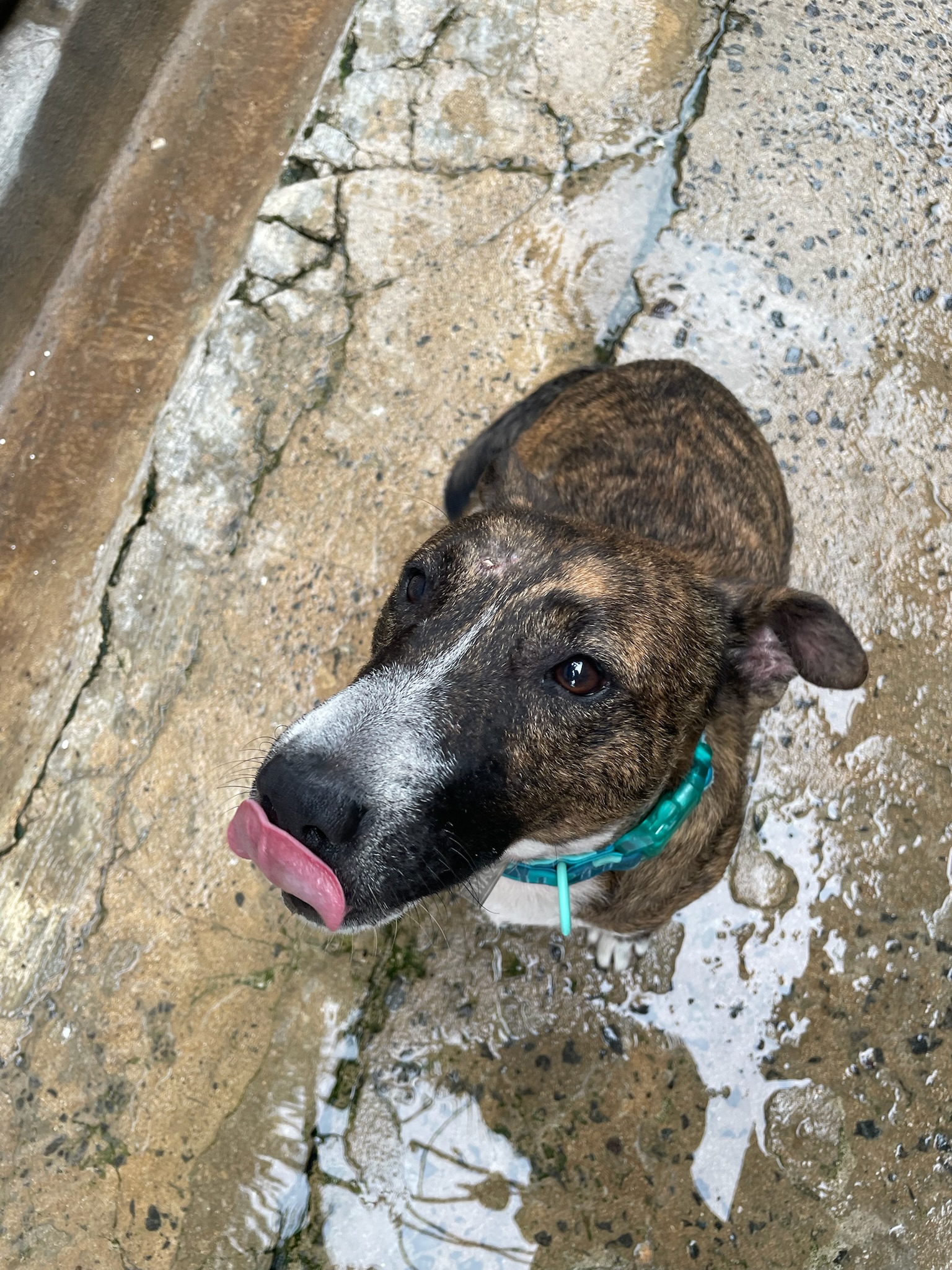 Enlarge Brownie, a Adoptable Bull Terrier in Loiza, PR image 2/6