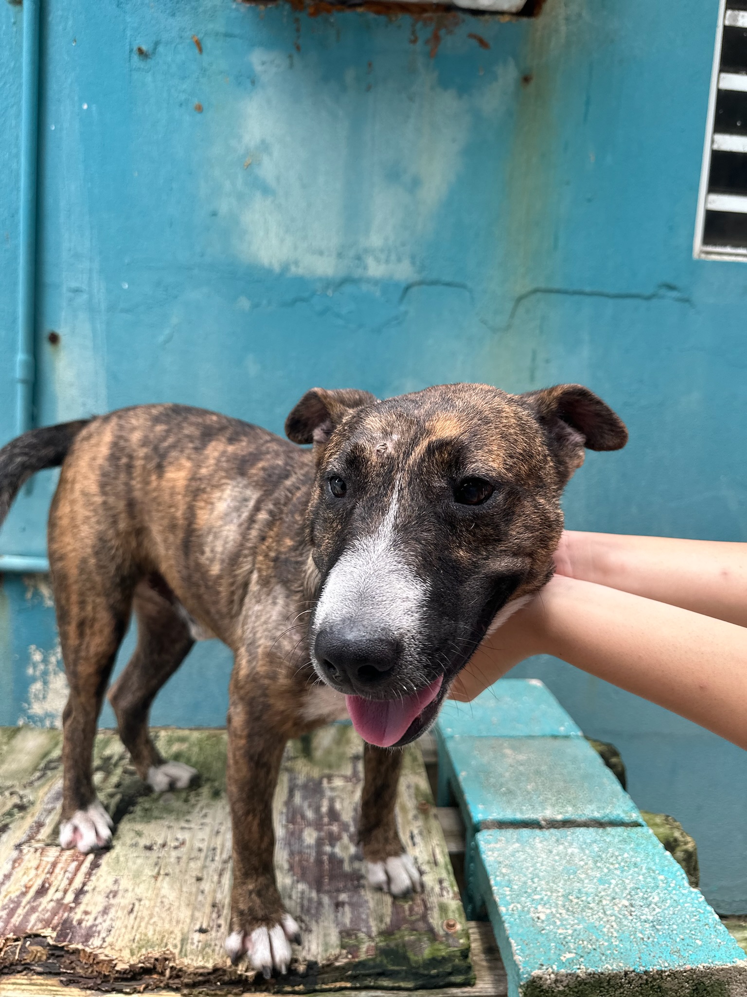 Enlarge Brownie, a Adoptable Bull Terrier in Loiza, PR image 3/6