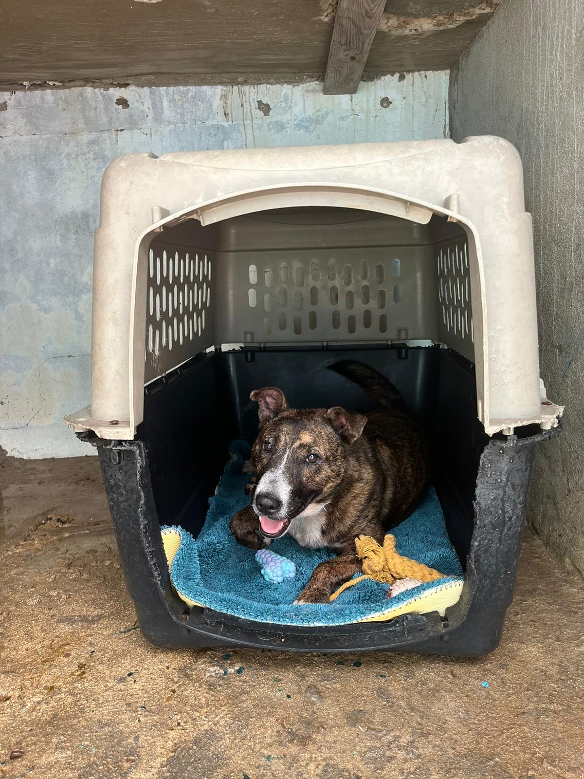 Enlarge Brownie, a Adoptable Bull Terrier in Loiza, PR image 4/6