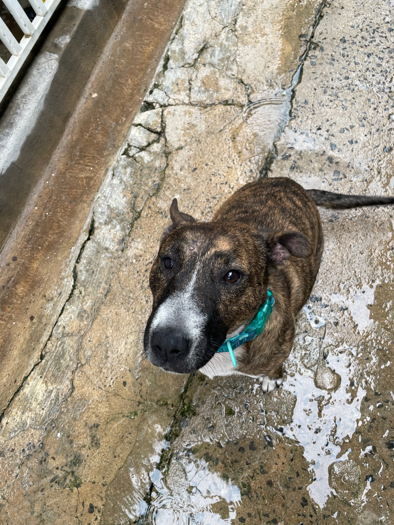 Enlarge Brownie, a Adoptable Bull Terrier in Loiza, PR image 5/6