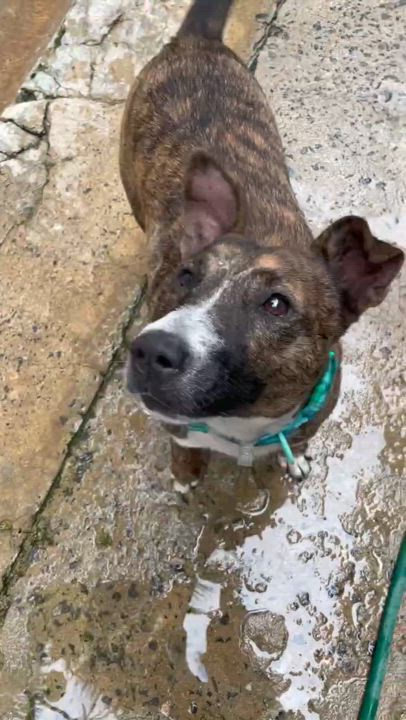 Enlarge Brownie, a Adoptable Bull Terrier in Loiza, PR video 6/6